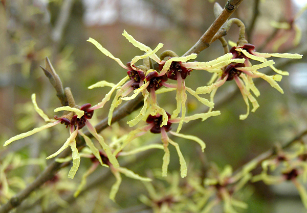 Hamamélis - Hamamelis virginiana