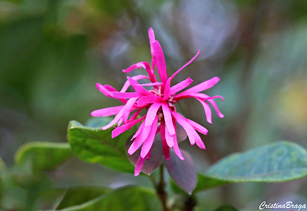 Amamélis - Loropetalum chinense “Razzleberri”