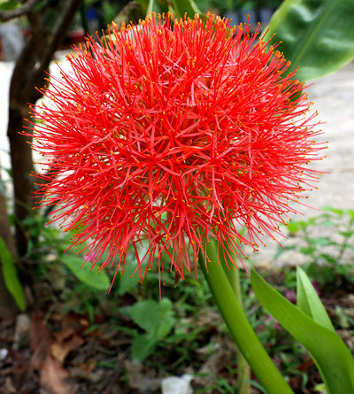 Lírio de Natal - Scadoxus multiflorus - Flores e Folhagens