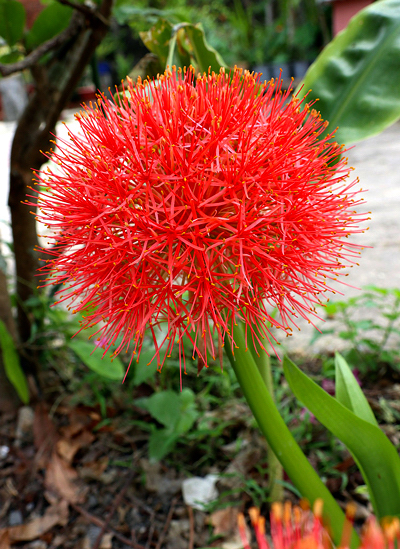 Lírio de Natal - Scadoxus multiflorus