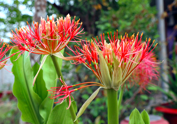 Lírio de Natal - Scadoxus multiflorus - Flores e Folhagens Lírio de Natal - Scadoxus multiflorus - Flores e Folhagens