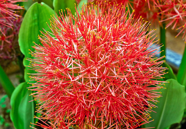 Lírio de Natal - Scadoxus multiflorus