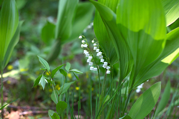 Lírio do vale - Convallaria majalis