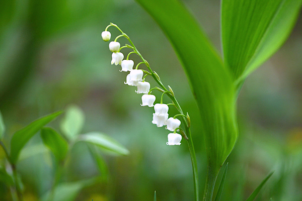 Lírio do vale - Convallaria majalis