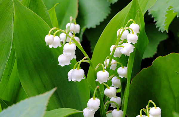 Lírio do vale - Convallaria majalis