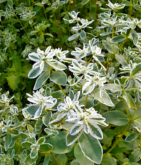 Neve da montanha - Euphorbia marginata