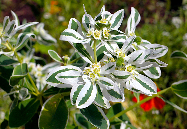 Neve da montanha - Euphorbia marginata