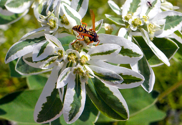 Neve da montanha - Euphorbia marginata