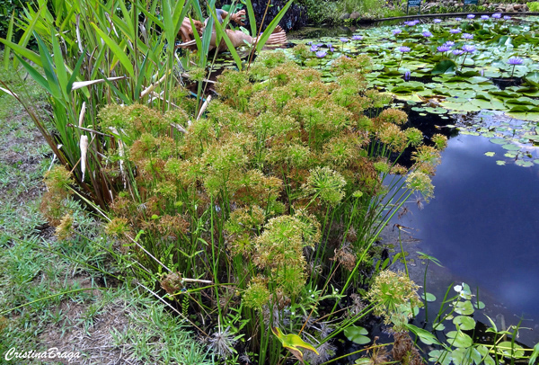 Papiro anão - Cyperus prolifer