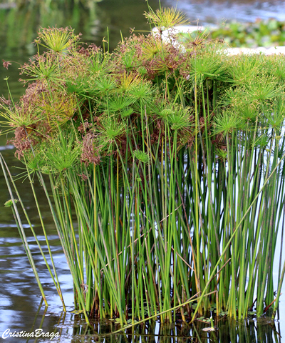 Papiro anão - Cyperus prolifer