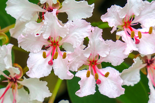 Bauhinia Trepadeira - Bauhinia scandens