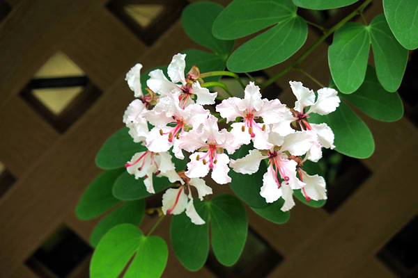 Bauhinia Trepadeira - Bauhinia scandens