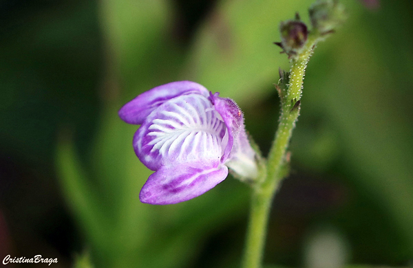 Chambá - Justicia pectoralis