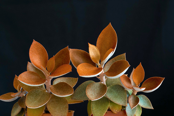 Colher de cobre - Kalanchoe orgyalis