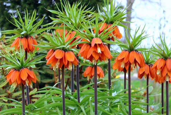 Coroa Imperial - Fritillaria imperialis