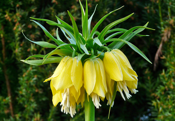 Coroa Imperial - Fritillaria imperialis