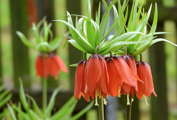 Coroa Imperial - Fritillaria imperialis