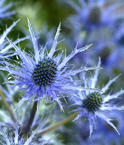 Eryngium planum “Blue Hobbit”