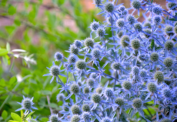 Eryngium planum “Blue Hobbit”