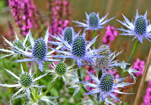 Eryngium planum “Blue Hobbit”