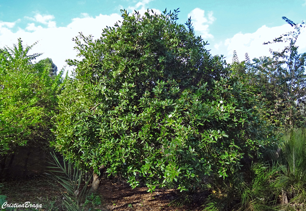 Frutinha de leite - Cordia taguahyensis