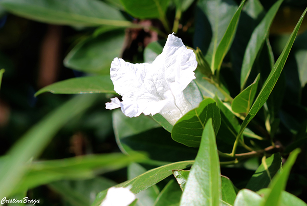 Frutinha de leite - Cordia taguahyensis