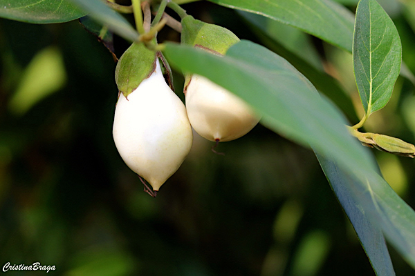 Frutinha de leite - Cordia taguahyensis