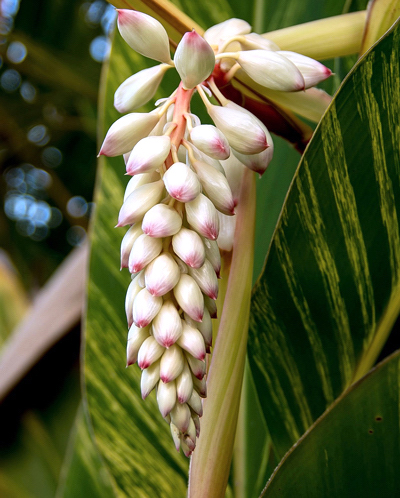 Gengibre concha - Alpinia zerumbet