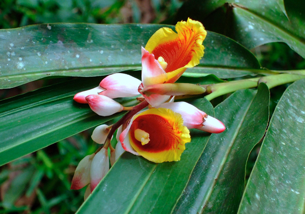 Gengibre concha - Alpinia zerumbet