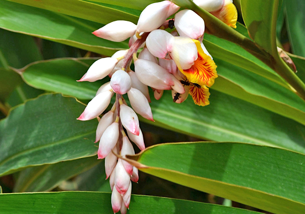 Gengibre concha - Alpinia zerumbet