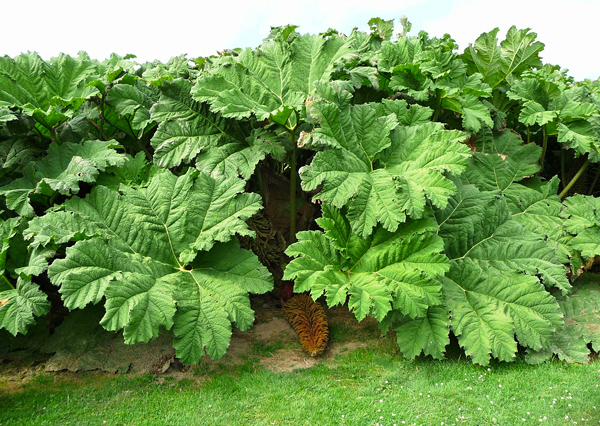 Gunera - Gunnera manicata