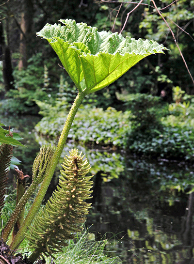 Gunera - Gunnera manicata