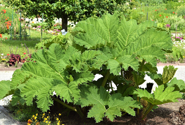 Gunera - Gunnera manicata