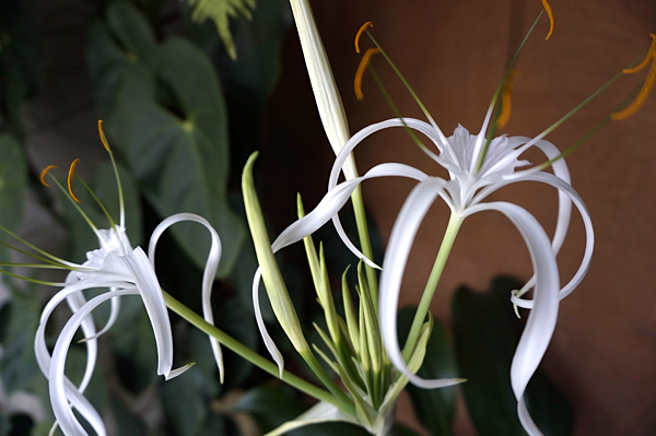 Lírio aranha - Hymenocallis caribaea - Flores e Folhagens