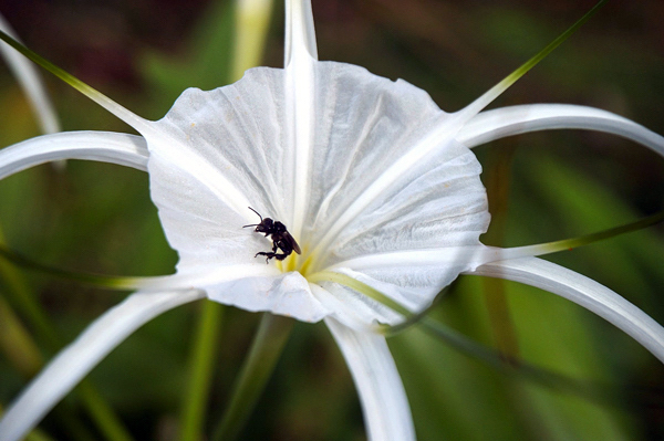 Lírio aranha - hymenocallis caribaea