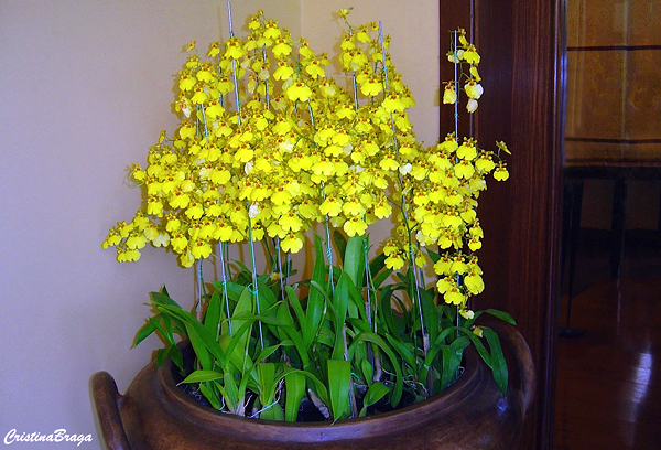 Orquídea Chuva de ouro - Oncidium