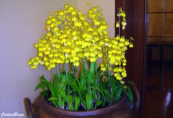 Orquídea Chuva de ouro - Oncidium - Flores e Folhagens