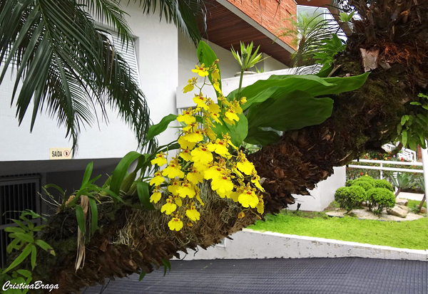 Orquídea Chuva de ouro - Oncidium - Flores e Folhagens