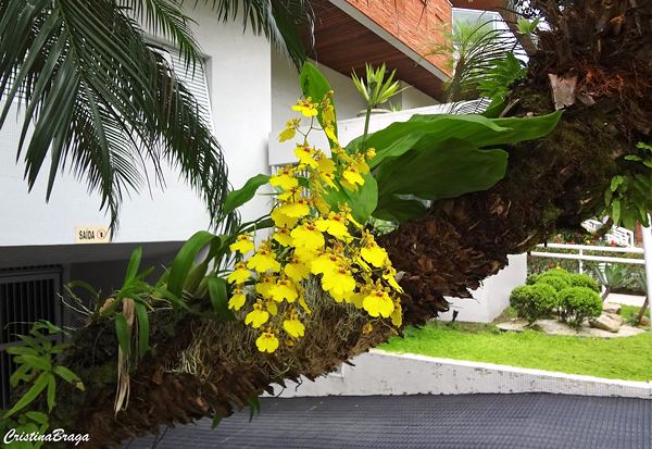 Orquidea Chuva de ouro - Oncidium