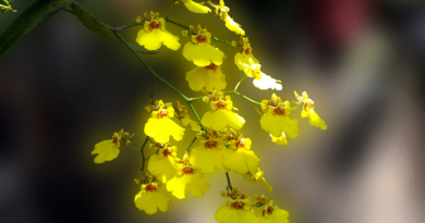 Orquídea Chuva de ouro – Oncidium