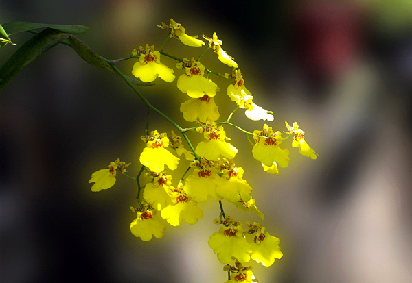 Orquídea Chuva de ouro - Oncidium - Flores e Folhagens