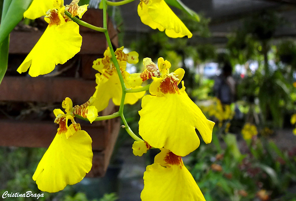 Orquídea Chuva de ouro - Oncidium