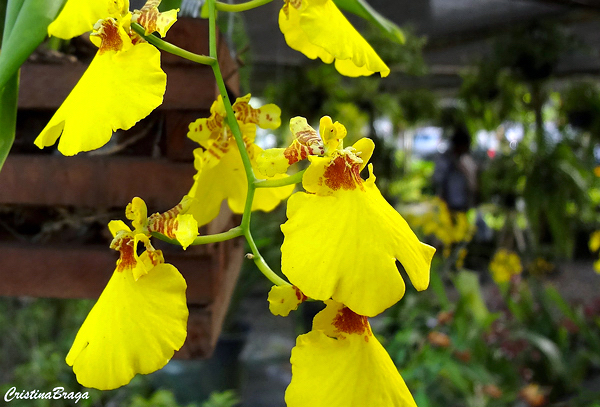 Orquídea Chuva de ouro - Oncidium - Flores e Folhagens