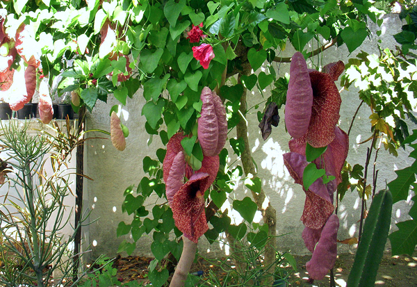 Papo de peru - Aristolochia gigantea