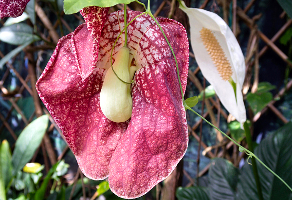 Papo de peru - Aristolochia gigantea