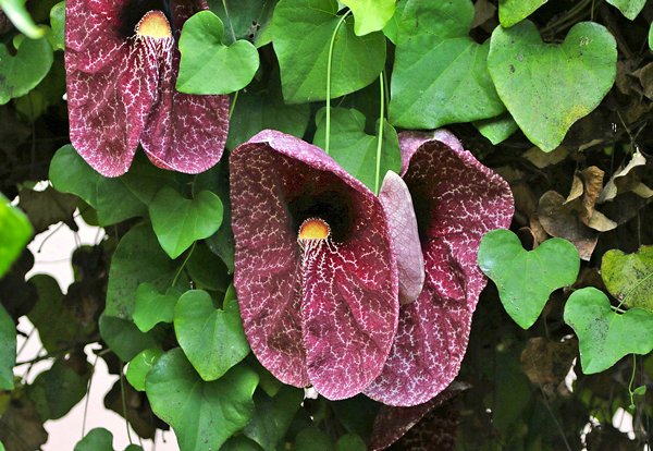 Papo de peru - Aristolochia gigantea