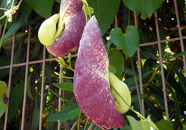 Papo de peru - Aristolochia gigantea