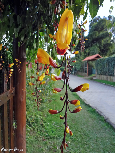 Sapatinho de Judia - Thunbergia mysorensis