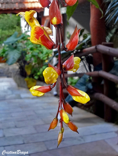 Sapatinho de Judia - Thunbergia mysorensis