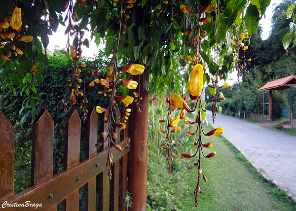 Sapatinho de Judia - Thunbergia mysorensis